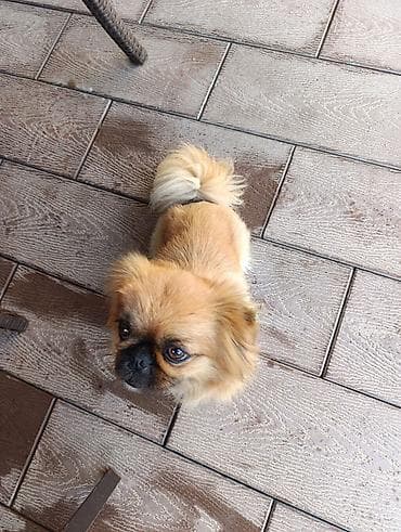 bulduk it: Pekines, 2 il, Peyvəndli — 1