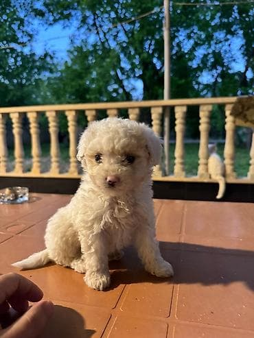 maltipoo f1: British qısa tüklü balaca pişik və ağ, qıvrım tüklü balaca it balası — 7