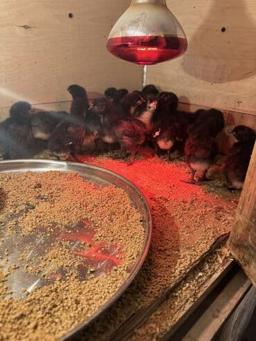 kürd toyuq: Toyuq, Australorp, Damazlıq — 2