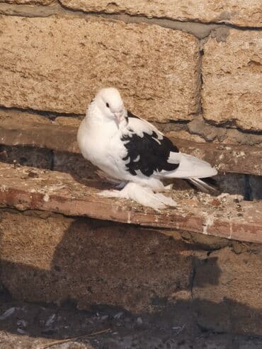 Tutuquşları: Iki maya bir erkek oynaq deyilər uçandılar — 2