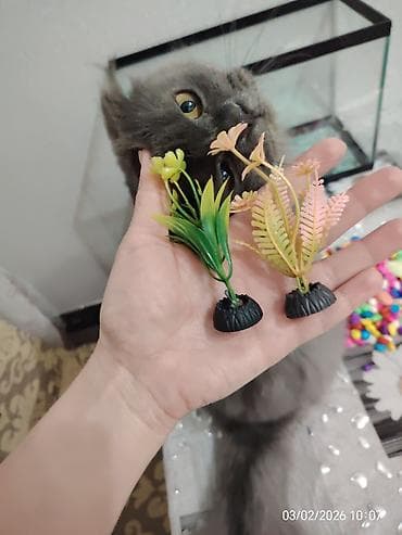 Pişiklər: Akvaryum dəsti - Şüşə akvaryum: düzbucaqlı forma, yuxarı və aşağı — 3