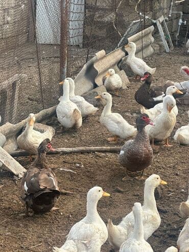 çəpiş əti: Məhsul: Ördəklər (ferma təsərrüfatı üçün) Təsvir: - Ağ Pekin ördəklər — 1