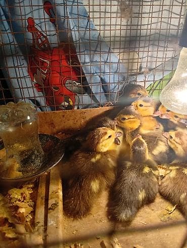 Ördək cücələri, Ətlik, Ünvandan götürmə lalafo.az -da Ördək cücələri, Ətlik, Ünvandan götürmə