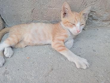 Erkək, Yaxşı əllərə, Ünvandan götürmə — 4
