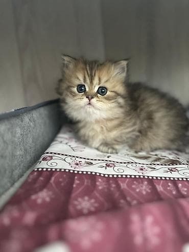 pişik qara: Britan — 4