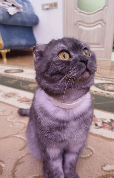 Bıçaqlar: Britan yastı qulaq, Erkək, Cütləşmə üçün, Ünvandan götürmə — 1