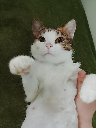 ucuz pisik: Yaxşı əllərə — 1