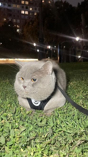 pişik geyimi: Britan, Erkək — 2