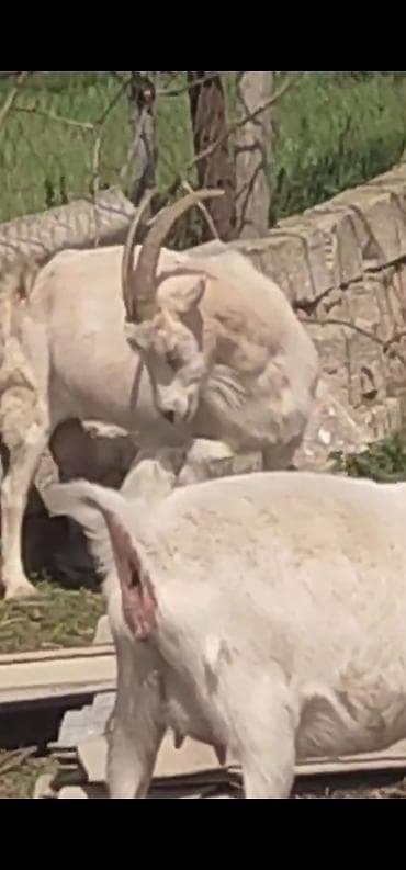 yerli keci: Sanen keçiləri tam sağlam təmiz saf qan sayları 2 təkə 9 dişi 6 sı — 5