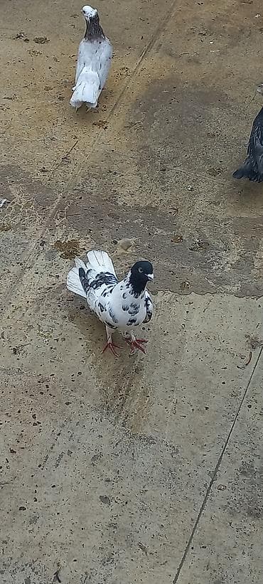 sahin qusu: Qara baş erkeydi — 1