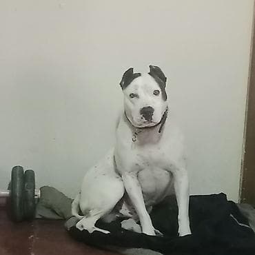 ağ siçan: Amerikan buldoqu, Erkek, Peyvəndli — 7