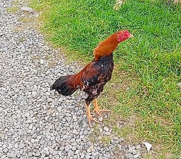 Dovşanlar: Salam. Güclü cins həyrati becələr satılır. Fərqli cinslərdi fərqli — 7