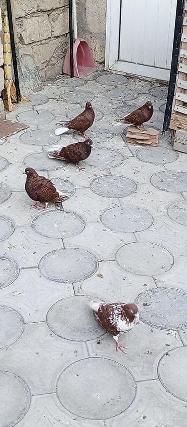 quşlar goyərcin: Agquyruqlar 5de erkekdi qiymet birine aiddi — 4