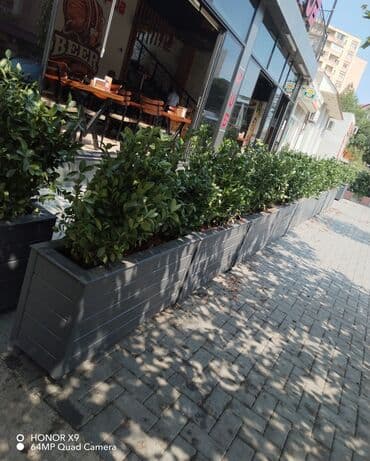 taxta dibçək: Restoranlar üçün dibçək qiymətlər fərqlidir Qiymət şərti qiymətdir — 4