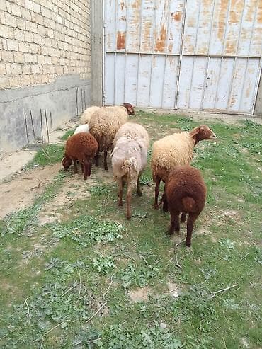 mal qoyun: Salam bu heyvanar kom satılır 4 Qoyundu 2 quzu 1 dənədə Qoç qoyunarın — 5