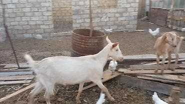 cins toyuqlarin satisi: Ana bala Sani cavan heyvadır balası 5aylıqdır erkək diri cəki 26kq — 3