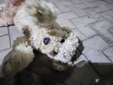 pudeler: Пудель, 3 годa, Самец, Самовывоз, Бесплатная доставка, Платная доставка — 4