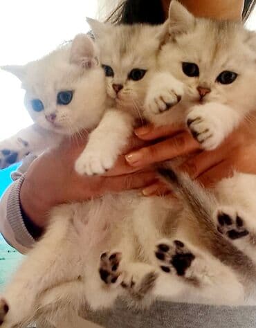 ev pisikleri satisi: Britan, Erkək, Dişi, Yaxşı əllərə, Ünvandan götürmə — 6