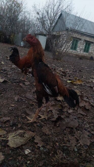 cuce satışı: Xoruz, il: >5 — 2