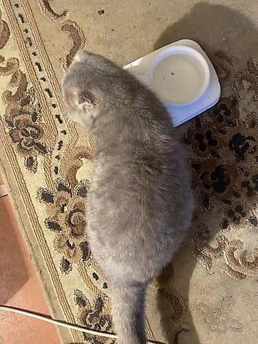 Gəmiricilər: Şotland yastı qulaq — 3