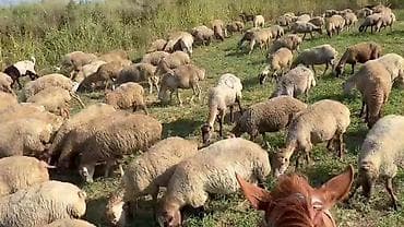 qusar heyvan satışı: Dişi, il: 1, Damazlıq, Pulsuz çatdırılma — 4