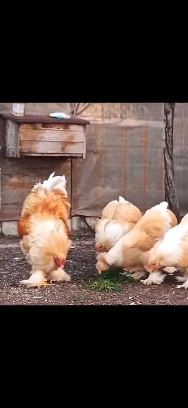 brama: Məhsul: Brahma cins toyuqlar (xoruz və toyuqlar dəsti) Təsvir: - İri — 3