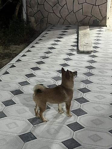 zvanok it type 0: Şiba Inu tipli balaca it - Cins: Şiba Inu tipli, kiçik/orta ölçülü - — 2