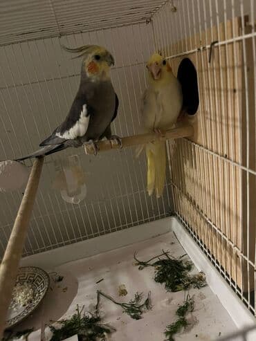 xaski bala: 2 defe bala verib balaya süper baxirlar aktiv quslardir dışı yer — 2