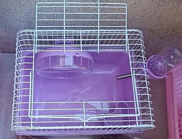 ana bala qoyun: Ağ hamster cunqarik sortu, hədiyyəlik əla seçimdir, ağıllı, təmiz ev — 5