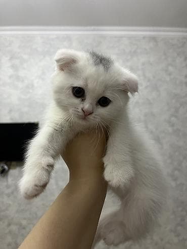 balaca quzu qiyməti: Şotland, Ödənişli çatdırılma — 2