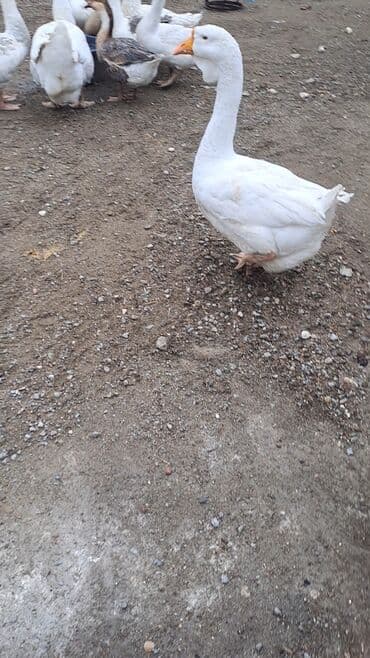pulsuz heyvanlar verilir: Ağ qaz – ətlik və yumurtalıq üçün. - Rəng: tam ağ tüklü, narıncı — 3