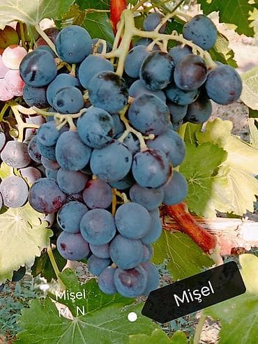 kala bitkisi: Üzüm tingləri satılır 070 2223552 zəng və vatsap. Tinglər dipçəkli və — 6