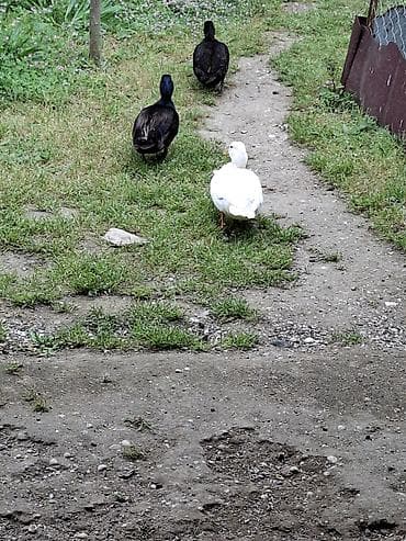 super alabay kl: Koldak mini ördəy hər rəngdə var qiymət 1rinə aiddir sondur — 1