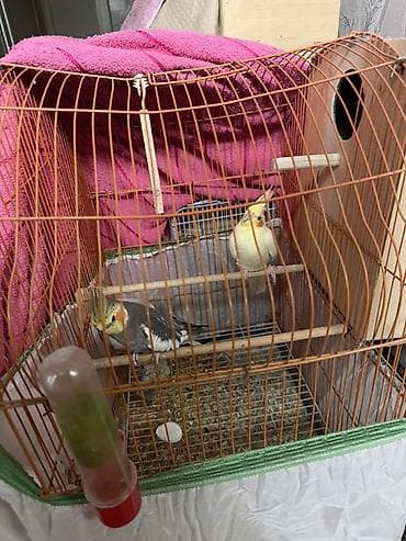 dana satişi: Hazir Biznes satilir tecili Nymphıl (kakadular) və sevda tutquşları – — 1