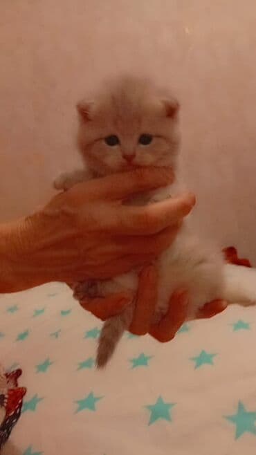 вислоухий кот цена: Шотладская вислоухая — 1