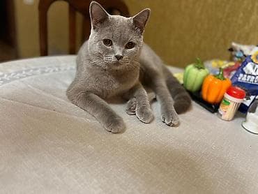 Şotland, Erkək, Cütləşmə üçün, Ödənişli çatdırılma