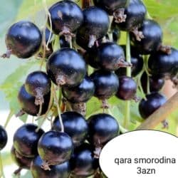 Buket güllər: Qara smorodina — 1