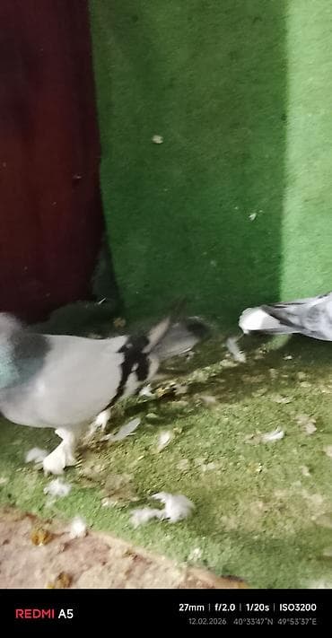 turac quşu: Salam taklalar satılır. erkek maya cütü 50 azn — 4