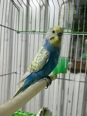 sudluk inekler satisi: Məhsul: Dalğalı tutuquşu (bajrigar) Təsvir: - Rəng çeşidi: mavi — 4