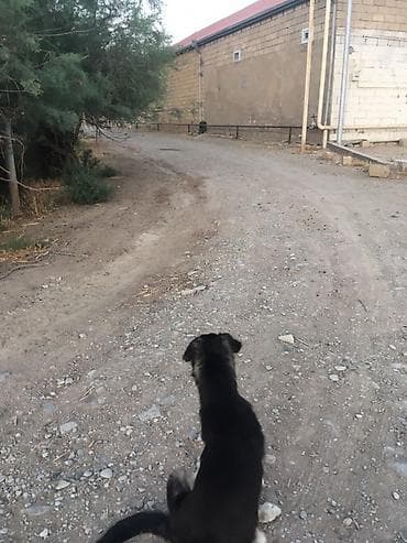 heyvan paltarları: Peyvəndli — 1