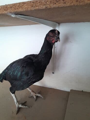 broyler cücə satışı: Toyuq, Damazlıq — 5