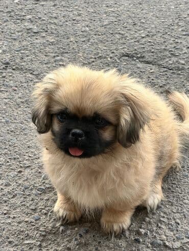 it yuvasi: Pekines, 2 ay, Dişi, Peyvəndli, Rayonlara çatdırılma — 5