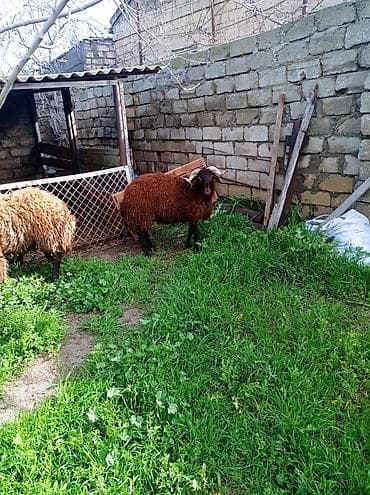 qoyun qala: Erkək, Qala, il: 1, 70 kq, Damazlıq, Ətlik, Ünvandan götürmə — 4