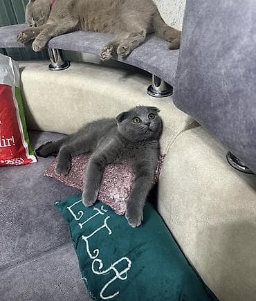 labrador satilir: Şotland yastı qulaq, Yaxşı əllərə — 4