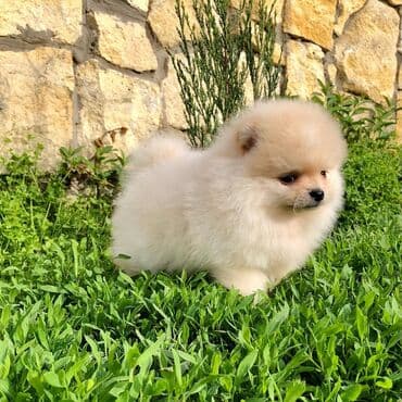 canavar balasi satilir: Şpitz — 4