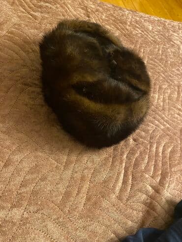 qadınlar üçün toxunma papaqlar: 80m satılır tenız norka papaqlardı bırı tund qehveyı bırıde bıraz — 2