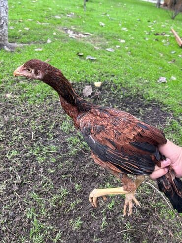 cins inekler: Курица, Для разведения — 7