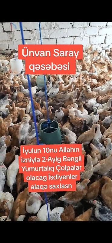 cucə yemi: Toyuq, Yumurtalıq — 2