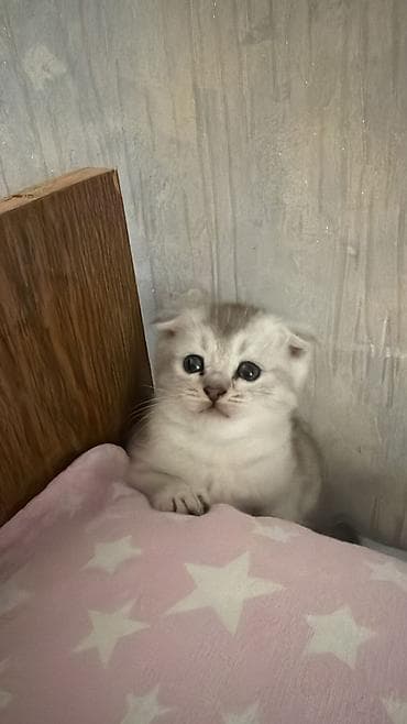 pisiy: Şotland yastı qulaq — 4