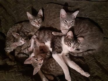 sirin pisik balalari: Erkək, Dişi — 1